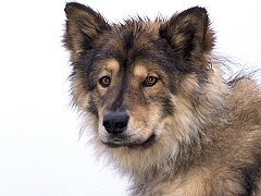 Ranger, A Coydog